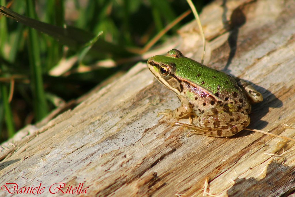 Qualche Pelophylax sp.!!! (prov. Caserta)